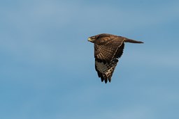 Rapaces