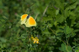 fleurs / papillons