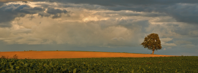 site_banner