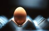 the egg