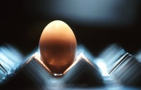 l'oeuf