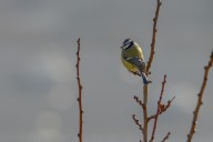 mésange