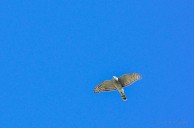 Sparrow hawk