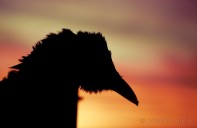 crow