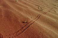the track