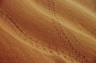 the track