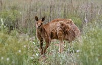 kangaroo