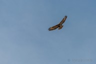 Buzzard