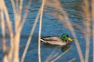 Colvert