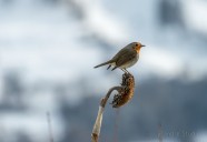 Rouge-gorge