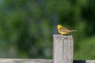 bruant jaune