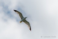 mouette