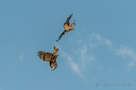 black kite