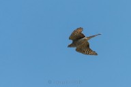 Sparrowhawk