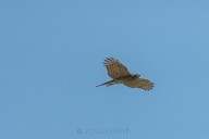 Sparrowhawk