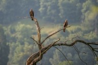black kite