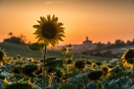 Tournesol