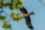 black kite