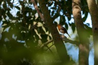 Rouge gorge