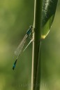 Agrion jouvencelle