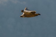 Vautour fauve
