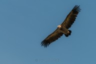 Vautour fauve