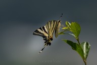 Swallowtail butterfly