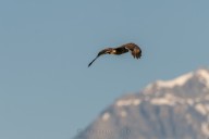Red Kite