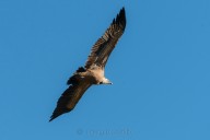 Vautour fauve