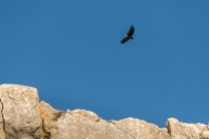 Vautour fauve