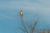  short-toed eagle