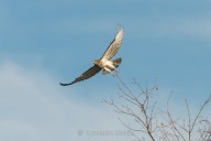 short-toed eagle