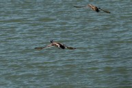 Colvert