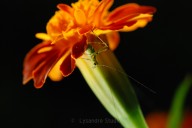 Green locust