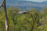 Heron Pourpré