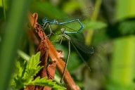 damselflies