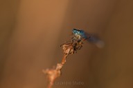 Agrion
