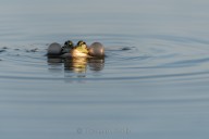 Grenouille