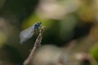 Agrion