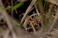 Arachnid