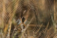 spider