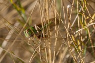 Locust