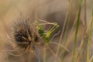 Grasshopper