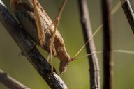 Grasshopper