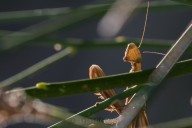 Praying mantis