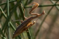 Praying mantis