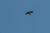 Golden Eagle