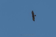 Golden Eagle