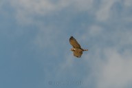 short-toed Eagle