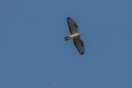 Buzzard